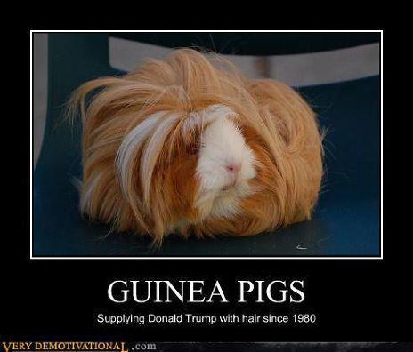 Guinea pigs.jpg