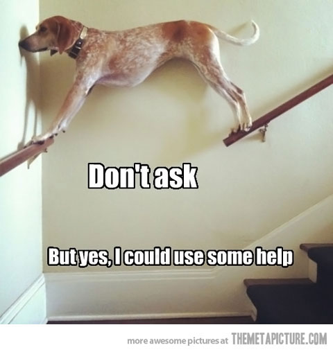 funny-dog-stairs-help.jpg