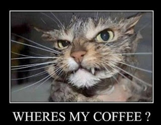 funny coffee cat.jpg
