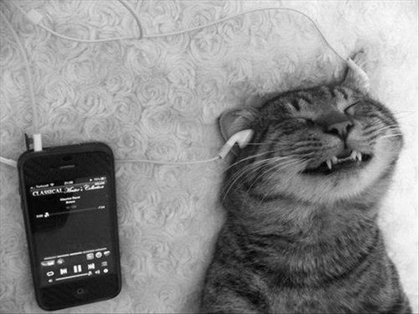 cat-listening-to-headphones-funny-animal-pictures.jpg