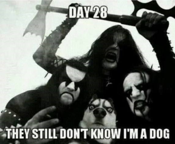 dog-day-28-they-still-dont-know-dog.jpeg