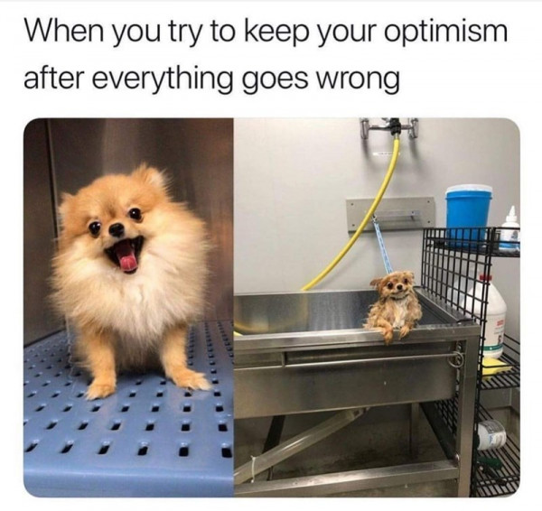 dog-try-keep-optimism-after-everything-goes-wrong.jpeg