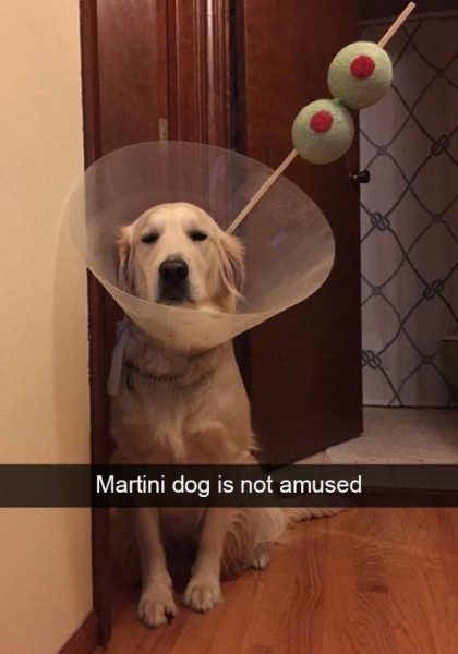 animal-martini-dog-is-not-amused.jpeg