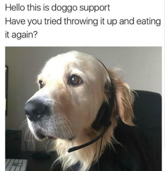 dog-hello-this-is-doggo-support-have-tried-throwing-up-and-eating-again.jpeg