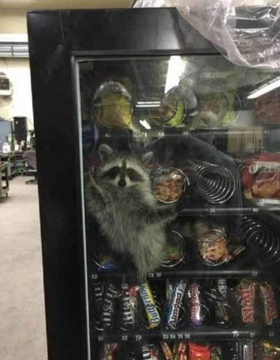 WTF-raccoon-vending-machine-3-27-22.jpg