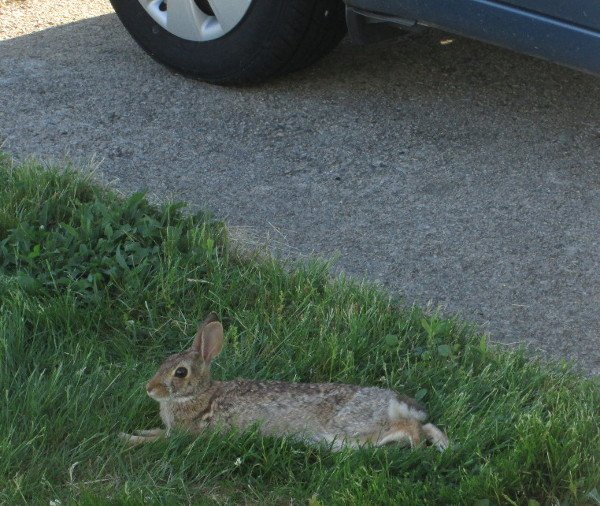 bunny_lounging_scaled.jpg