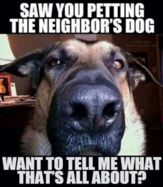 scaled_vna_petting_the_neighbors_dog.jpg
