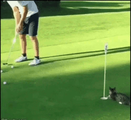 golf-cat_animated_vna.gif