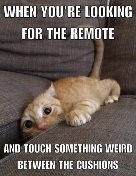 cat-looking-remote-and-touch-something-weird-between-cushions.jpg