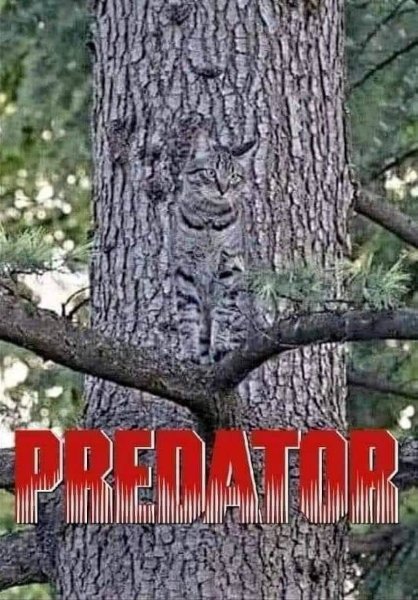 predator_vna.jpg