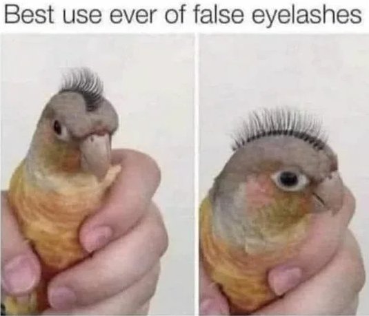 false_eyelashes_vna.jpg