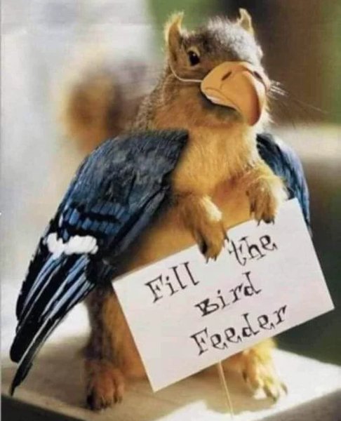 fill_the_bird_feeder.jpg