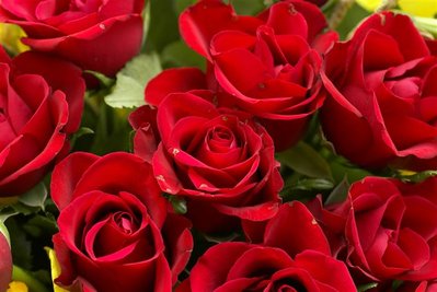 red-roses-bouquet-dsc01457_high.jpg